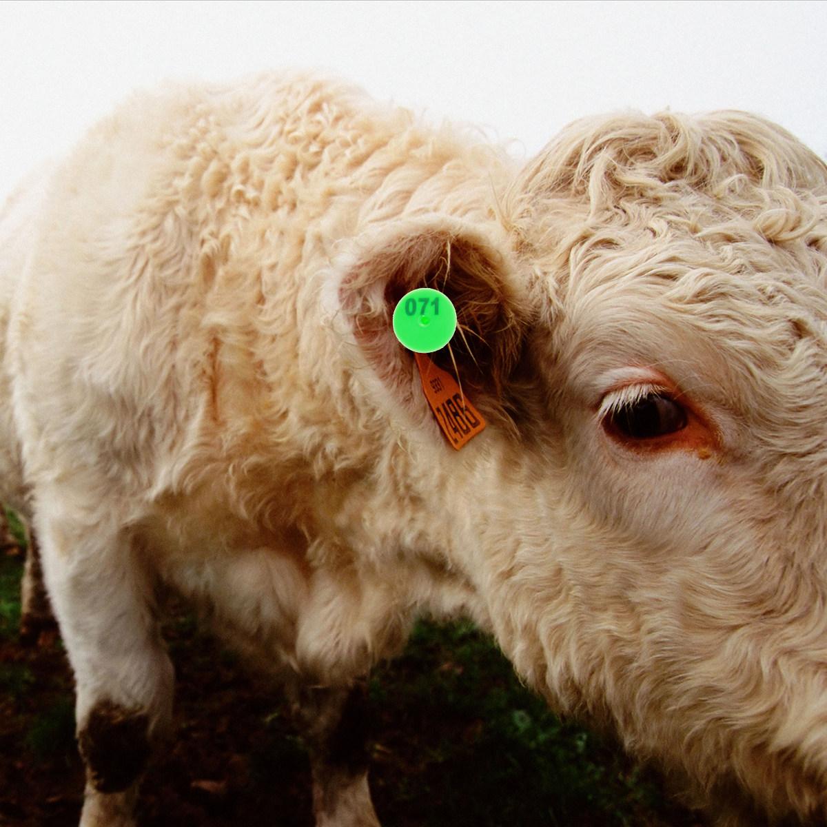 Livestock Ear Tag - 100 قطعة من علامات الأذن البلاستيكية