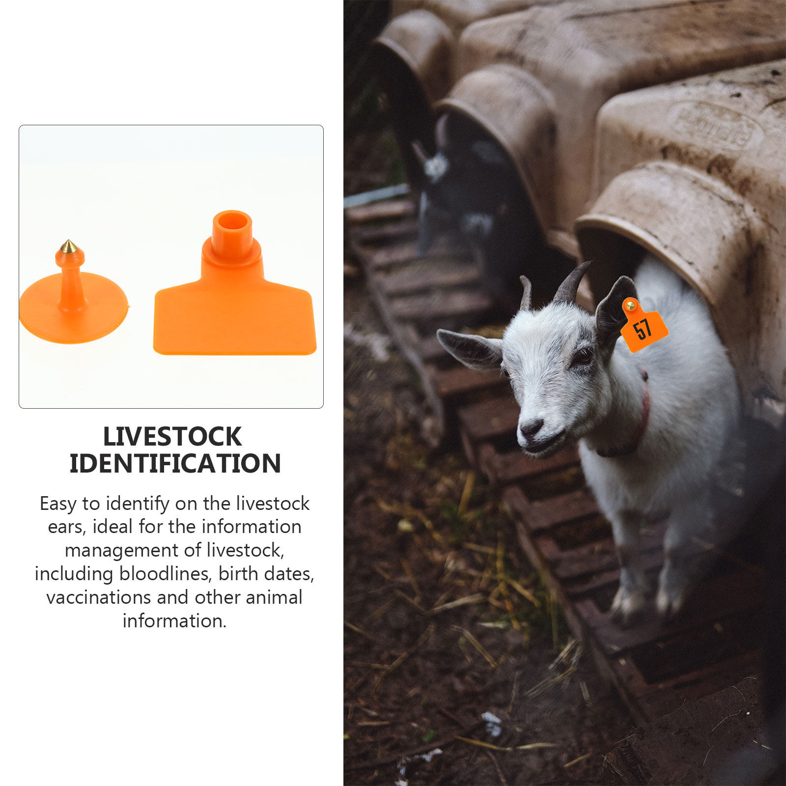 100 قطعة من علامات الأذن الصدي - مراجعة Livestock Ear Tag وسعره