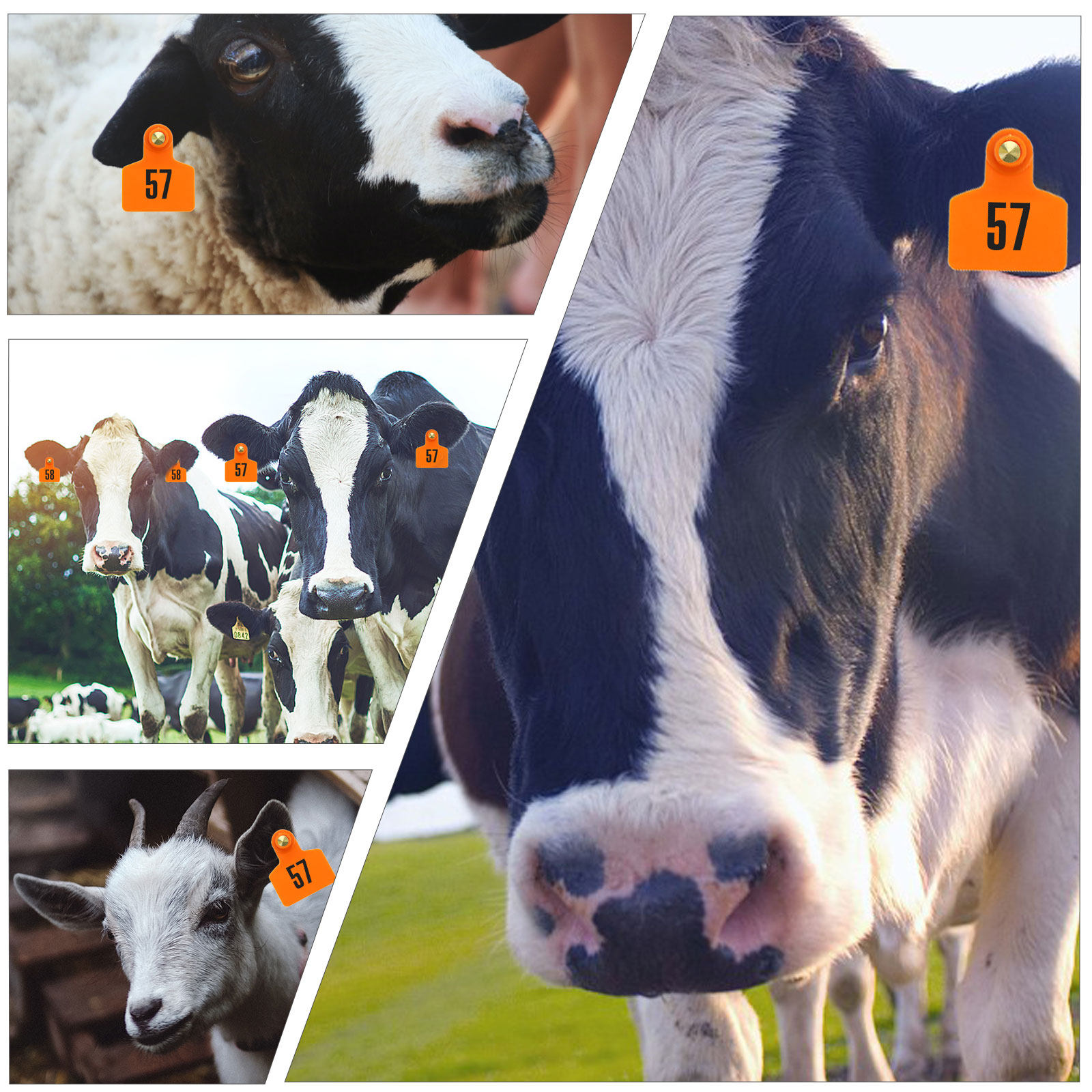 100 قطعة من علامات الأذن الصدي - مراجعة Livestock Ear Tag وسعره